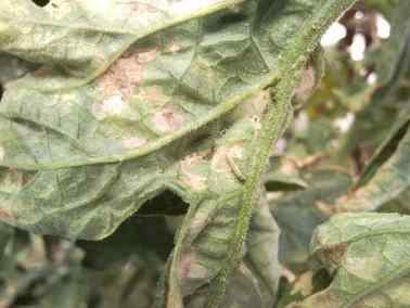 Tuta absoluta (tomato leafminer) — field photo 6