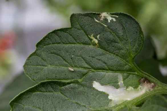 Leaf miner — field photo 10