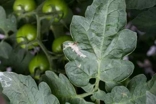 Tuta absoluta (tomato leafminer) — field photo 7