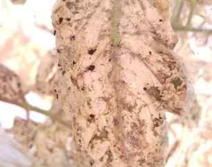 Tuta absoluta (tomato leafminer) — field photo 8