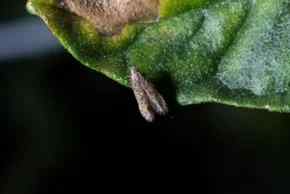 Tuta absoluta (tomato leafminer) — field photo 9