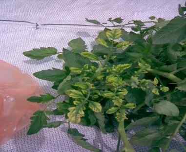 Tomato yellow leaf curl virus (TYLCV) symptoms on tomato