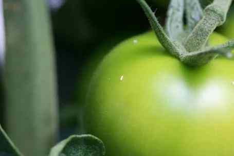 Whiteflies symptoms on tomato