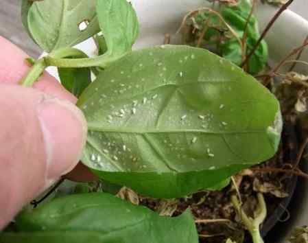Whiteflies — field photo 2