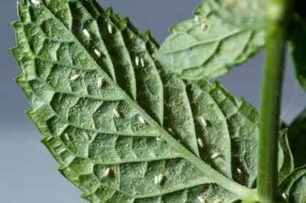 Whiteflies — field photo 3