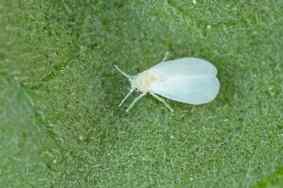 Whiteflies — field photo 4