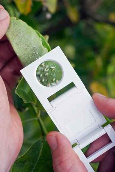 Whiteflies — field photo 5