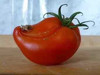 Zippering symptoms on tomato